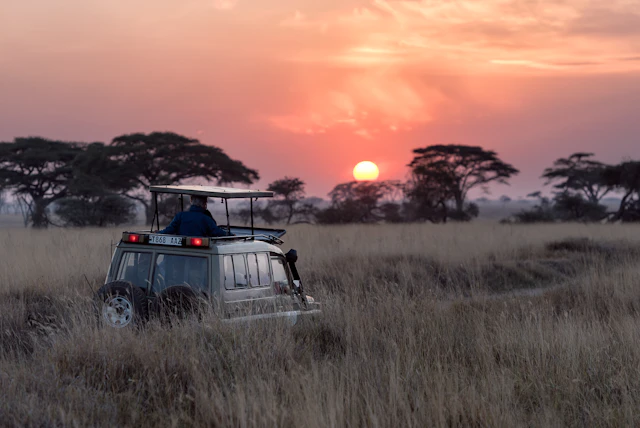 Safari in Botswana: Lusso Sostenibile nel Delta